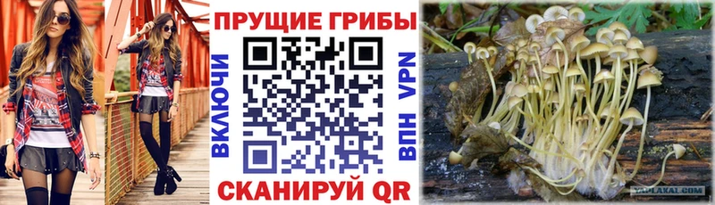 omg   Михайловка  Псилоцибиновые грибы прущие грибы  наркошоп 